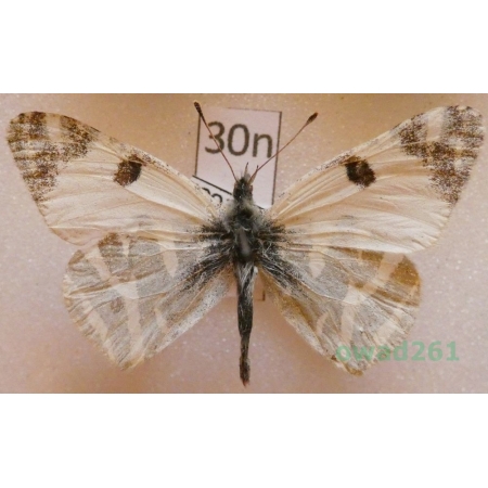 Euchloe belemia (Esper, 1800) Jordan30n